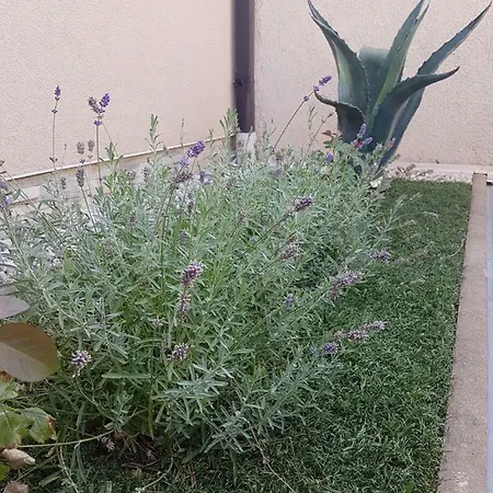 Tao's Apartman Biograd na Moru